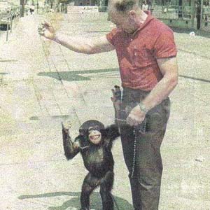 Magilla the Chimpanzee, Eastern Pet Shop, 1960s